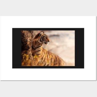 Bengal tiger Posters and Art